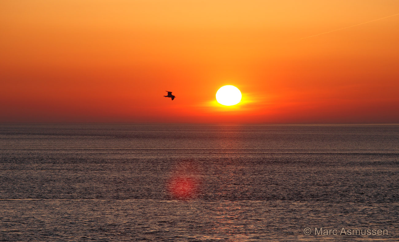 Sonnenaufgang mit Moewe